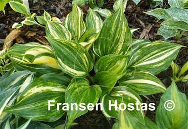 Hosta Tsuma Tajima