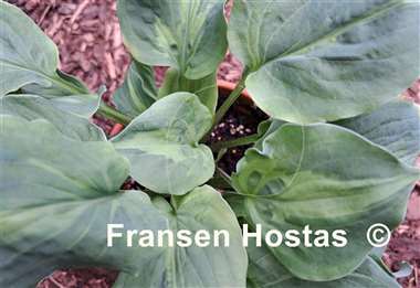 Hosta Tu Tu's Miracle