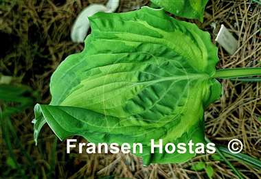 Hosta Tu Tu's Miracle