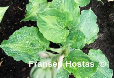 Hosta Tu Tu's Miracle