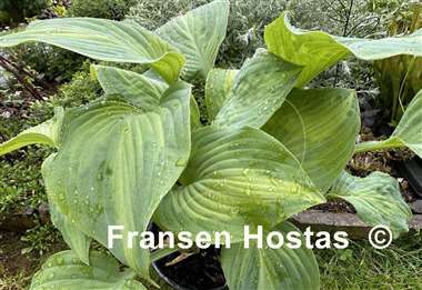 Hosta Twice as Nice