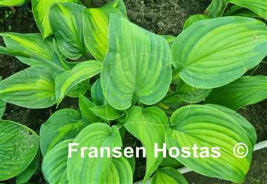 Hosta Twice as Nice