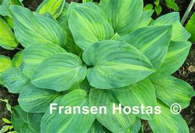 Hosta Twice as Nice