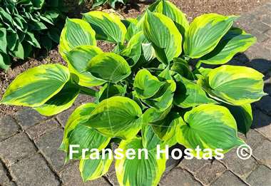 Hosta Twilight