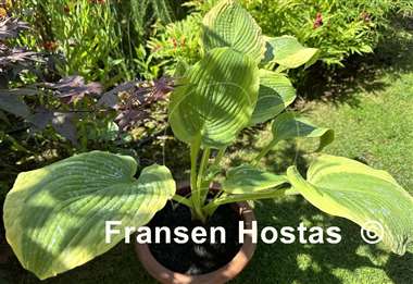 Hosta Twin Cities