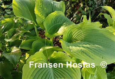 Hosta Twin Cities