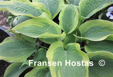 Hosta Twin Cities