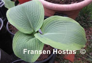Hosta Twin Cities