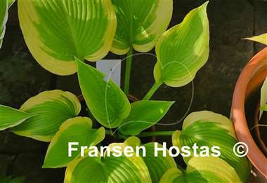 Hosta Twin Cities