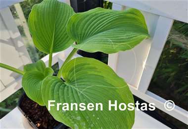 Hosta Twin Cities