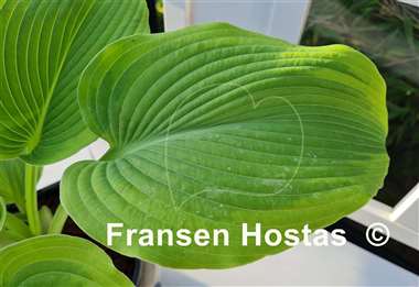 Hosta Twin Cities