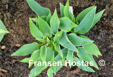 Hosta Twinkle Little Star