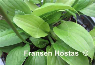 Hosta Twinkle Toes