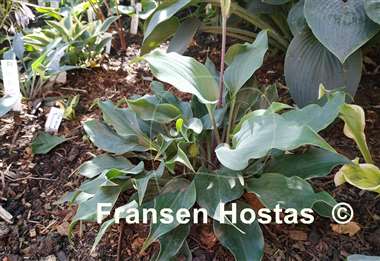 Hosta Twist Tie
