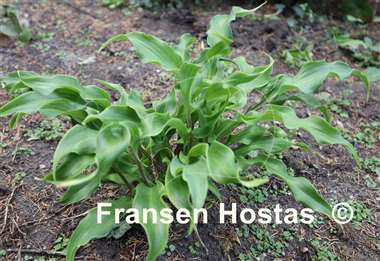 Hosta Twist and Turns