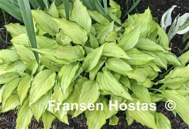 Hosta Twist of Lime