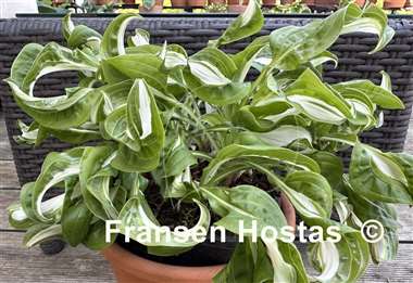 Hosta Twisted Spearmint