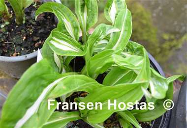 Hosta Twisted Spearmint
