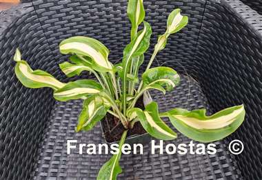 Hosta Twisted Spearmint
