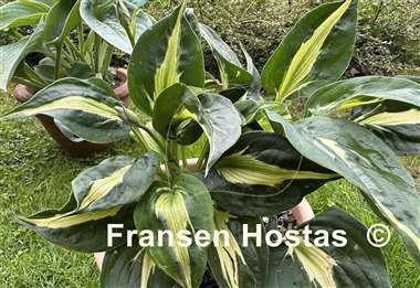 Hosta Twister