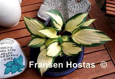 Hosta Two If by Sea