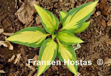 Hosta Two If by Sea