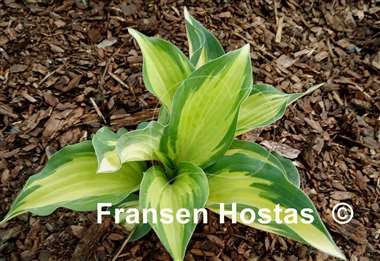 Hosta Two If by Sea