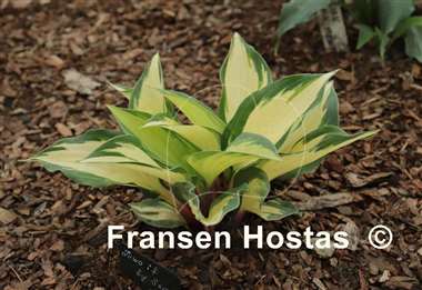 Hosta Two If by Sea