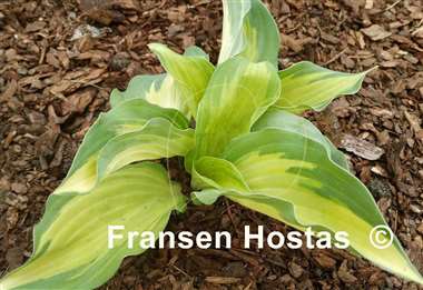 Hosta Two If by Sea