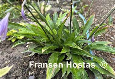 Hosta tardiva 'Gosan'