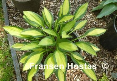Hosta T-Dawg