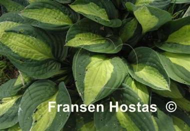 Hosta T-Dawg