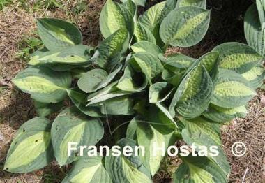 Hosta T-Dawg