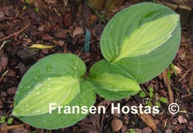 Hosta T-Dawg