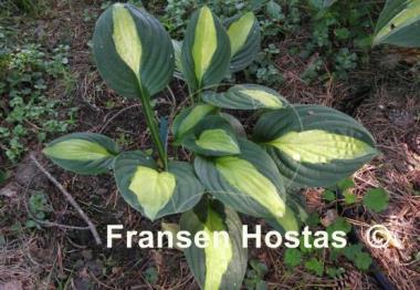 Hosta T-Dawg