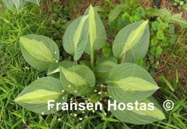 Hosta T-Dawg