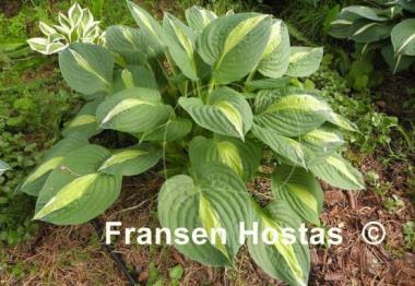 Hosta T-Dawg