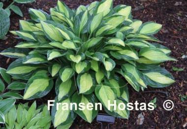 Hosta T-Dawg