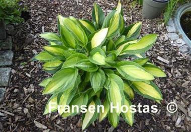 Hosta T-Dawg