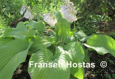 Hosta T Rex