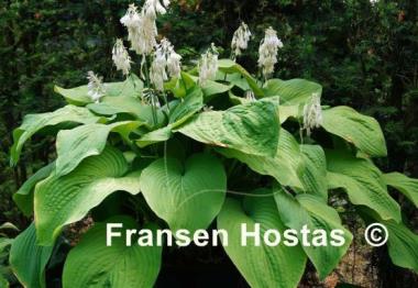 Hosta T Rex - Fransen Hostas