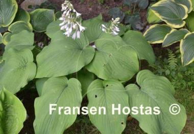 Hosta T Rex