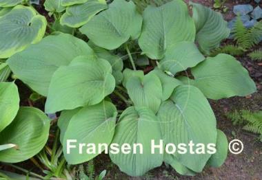 Hosta T Rex