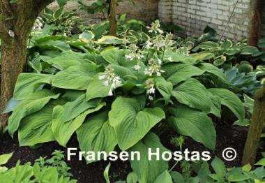 Hosta T Rex