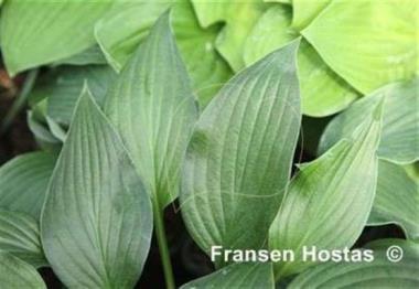 Hosta Taffeta