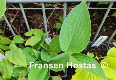 Hosta Taijitu