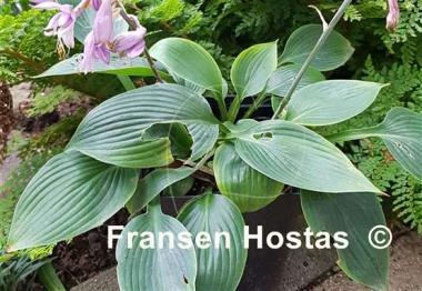 Hosta Taijitu