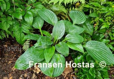 Hosta Taijitu
