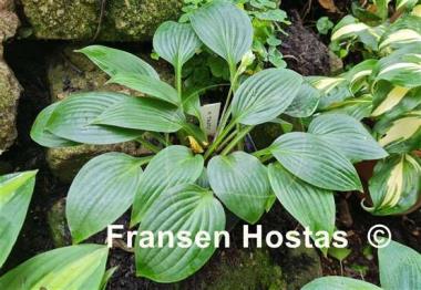 Hosta Taijitu