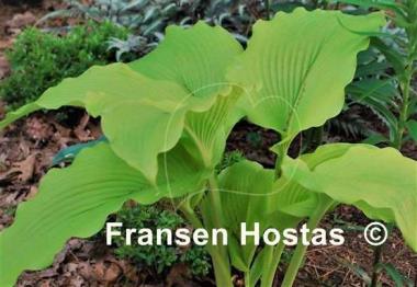 Hosta Talcott Ravine